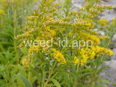 goldenrod, Canada
